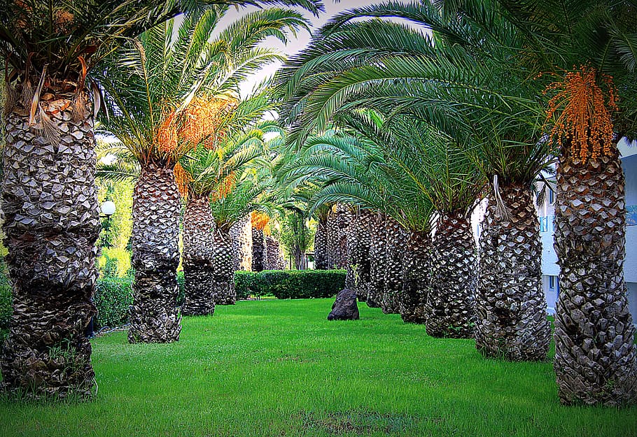 palm trees, summer, holidays, plant, grass, growth, green color HD wallpaper