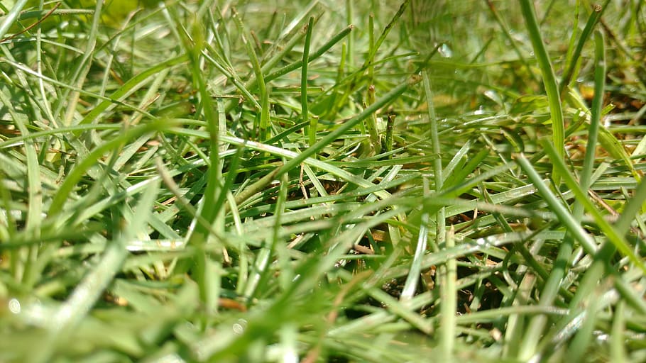 grass, green, sun light, green color, plant, selective focus HD wallpaper