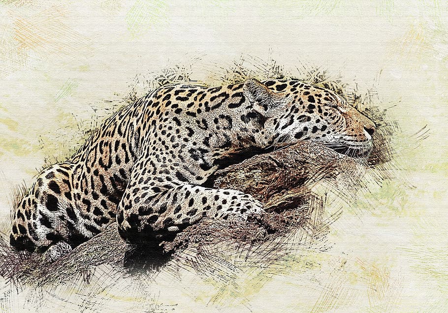 leopard on wood, jaguar, cat, predator, wild cat, beast of prey HD wallpaper