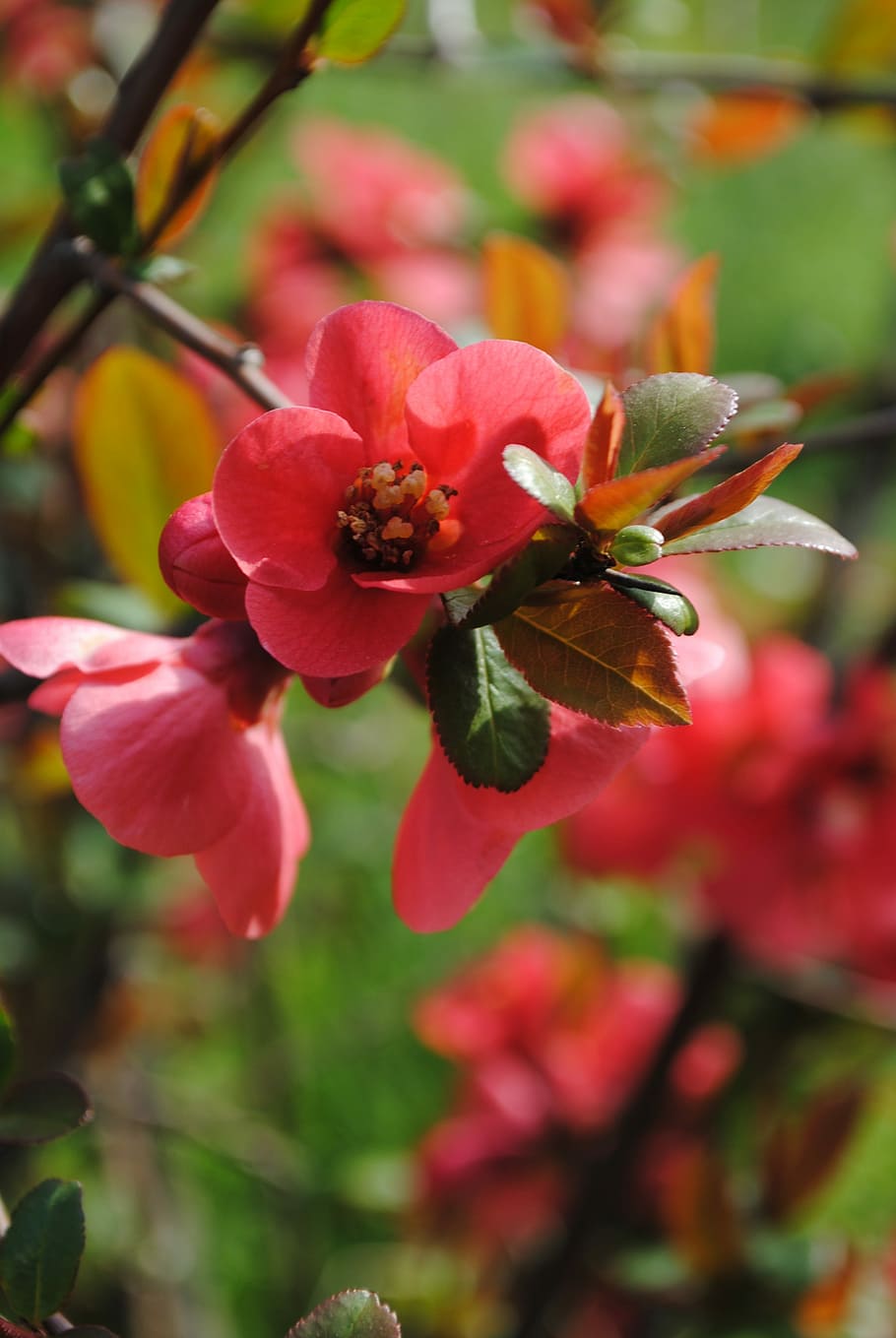 Flowers, Bush, Spring, Blooming, growth, plant, petal, no people HD wallpaper