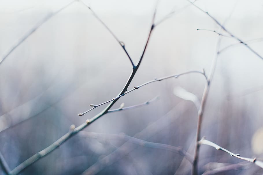tree, branch, blur, snow, plant, close-up, no people, winter HD wallpaper