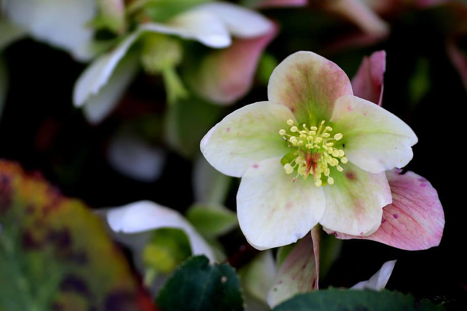 flower, nature, flora, leaf, outdoors, petal, floral, closeup HD wallpaper