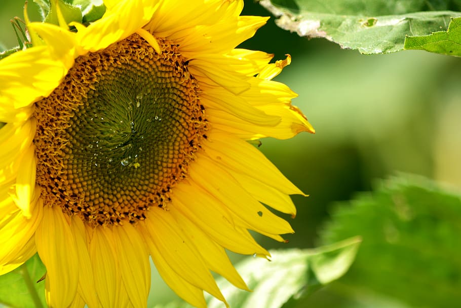 sunflower, nectar, pollen, collecting, sunflowers, petals, yellow HD wallpaper