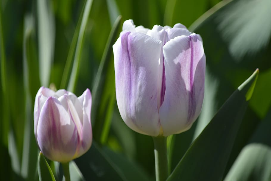 tulip, white, purple, spring, spring bulbs, floral, garden HD wallpaper