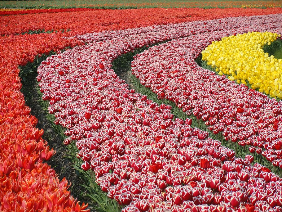 flowers of meadow, tulips, field, varieties, plants, bulbs, bloom, HD wallpaper