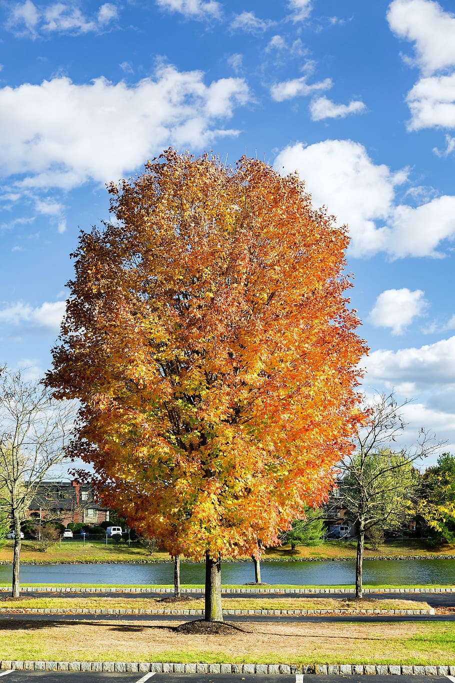 Fall, Tree, Colorful, Leaves, colorful leaves, fall leaves HD wallpaper