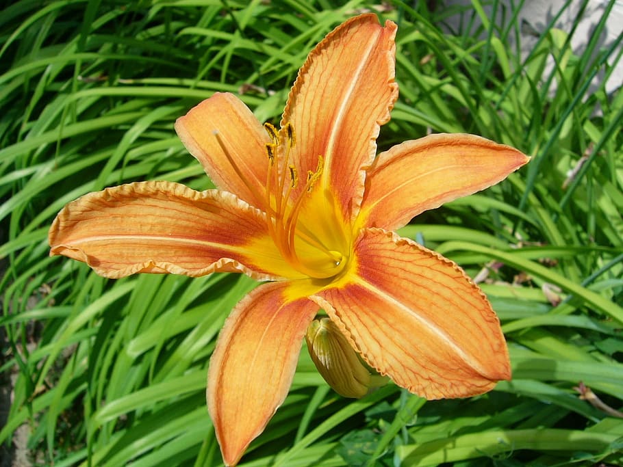 flower, orange, garden, flowering plant, vulnerability, fragility HD wallpaper