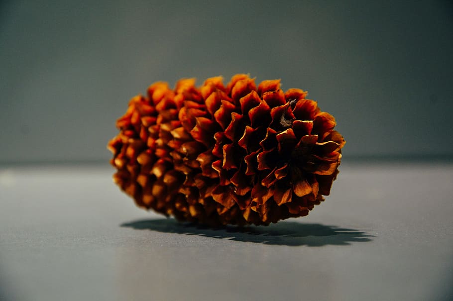Pine Cone, conifer cone, pinecone, freshness, close-up, flower HD wallpaper