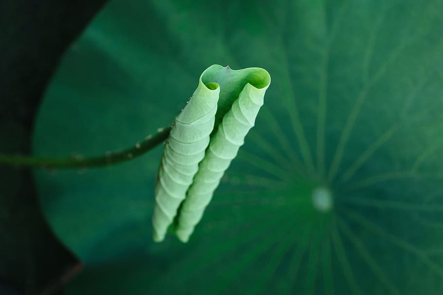 leaf, nature, flora, desktop, closeup, lotus, flower, natural HD wallpaper
