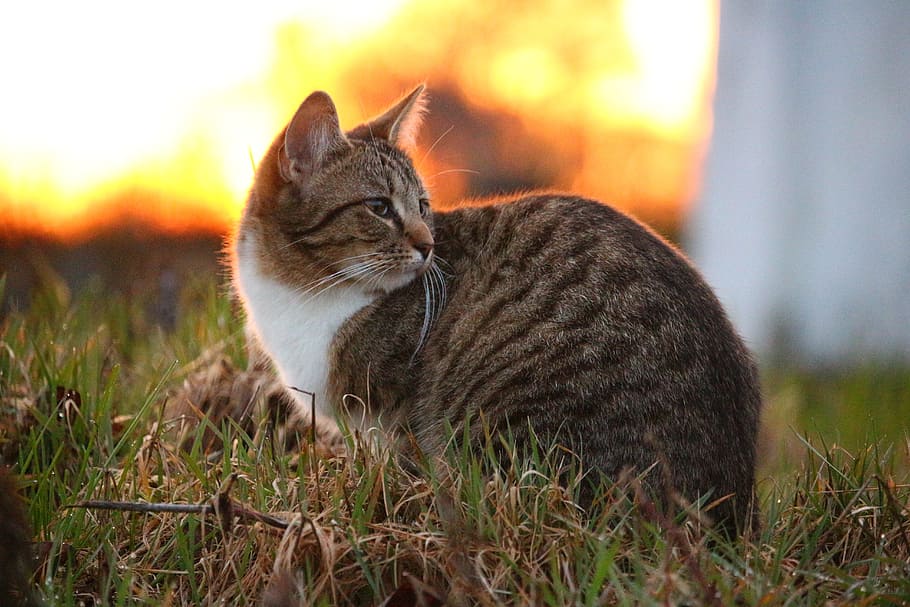 Cat, Kitten, Sunset, Grass, mieze, light, mackerel, evening light HD wallpaper
