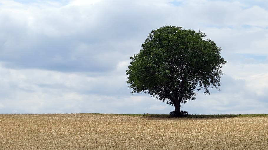 green leafed tree, field, contrast, sky, landscape, nature HD wallpaper