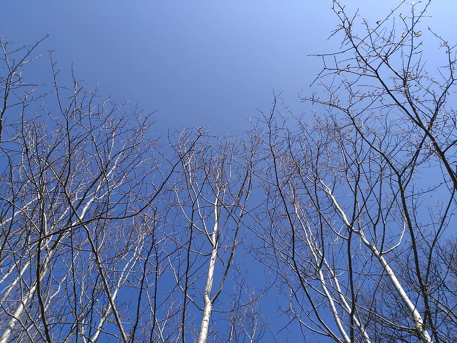 tree, nature, sky, landscape, blue, spring, bare tree, low angle view HD wallpaper