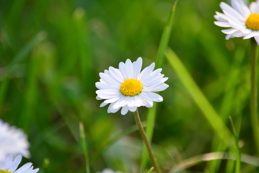 Flower, Daisy, Spring, White, Grass, nature, summer, plant HD wallpaper