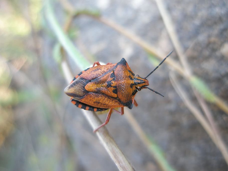 Bug, Insects, Animals, Nature, wildlife, close-up, macro, pest HD wallpaper