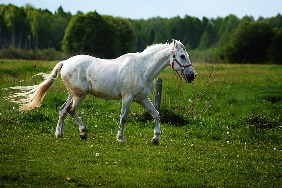white horse walks on green grass field under white sky at daytime, HD wallpaper
