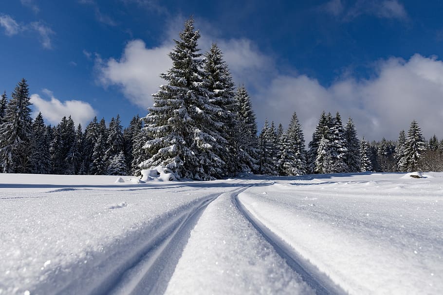 photo of snow covered land and pine trees, winter, road, cold HD wallpaper