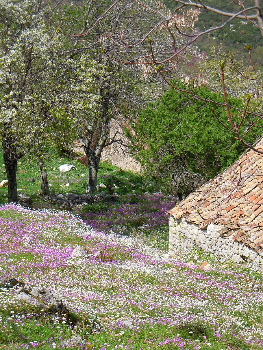 Flowers, Corfu, Spring, perithia, mediterranean, greece, island