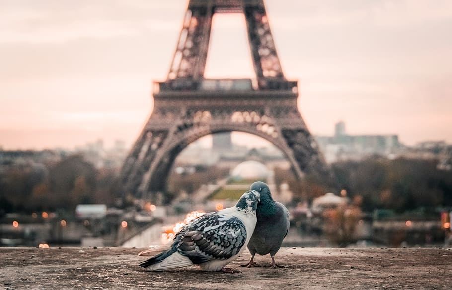 selective focus photography of two gray pigeons near Eiffel Tower HD wallpaper