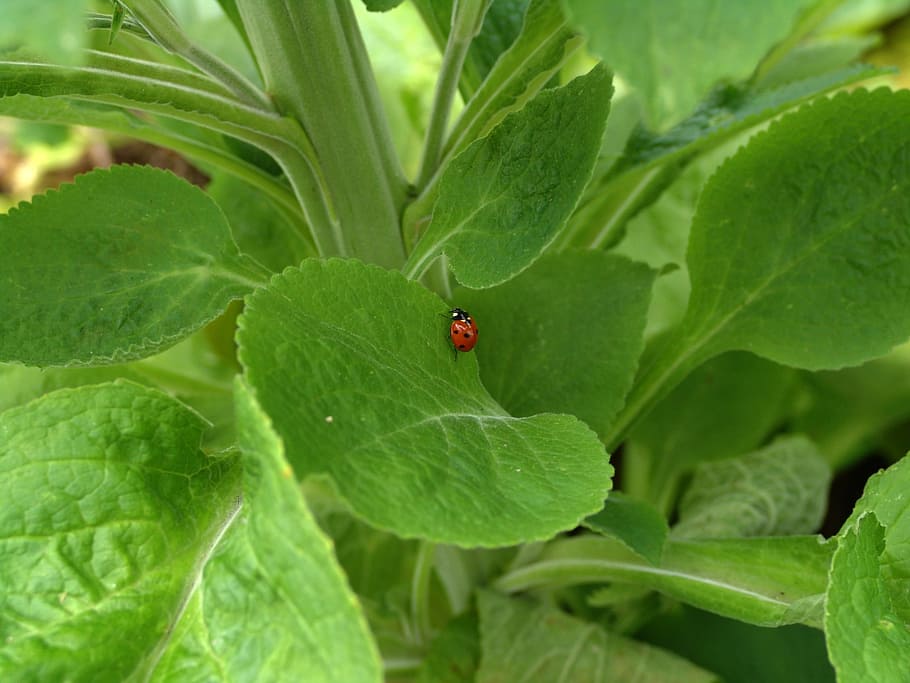 ladybug, nature, insect, beetle, plant, close, plant part, leaf HD wallpaper