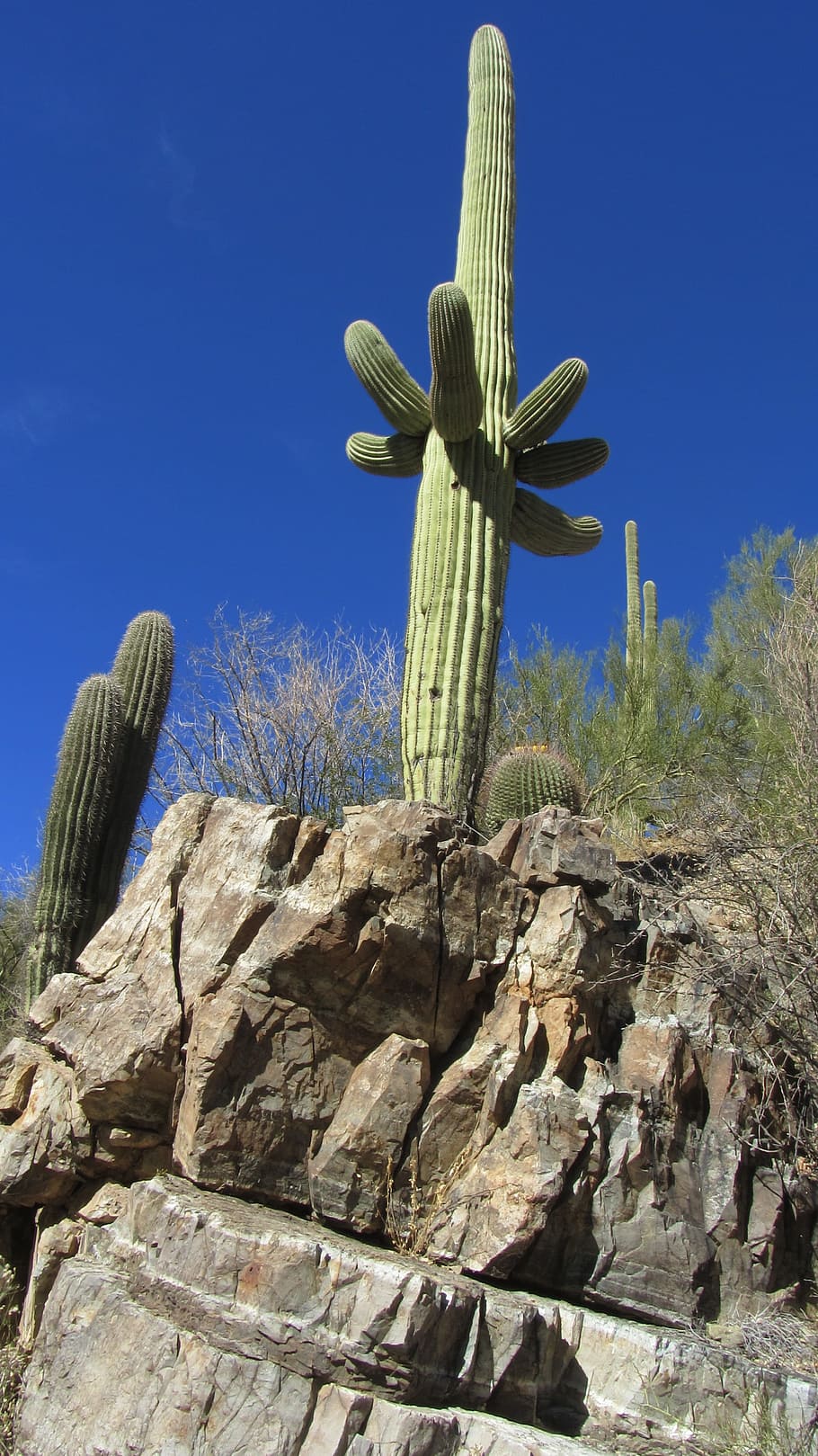Cactus, Tucson, Arizona, Landscape, plant, natural, botanical, HD wallpaper