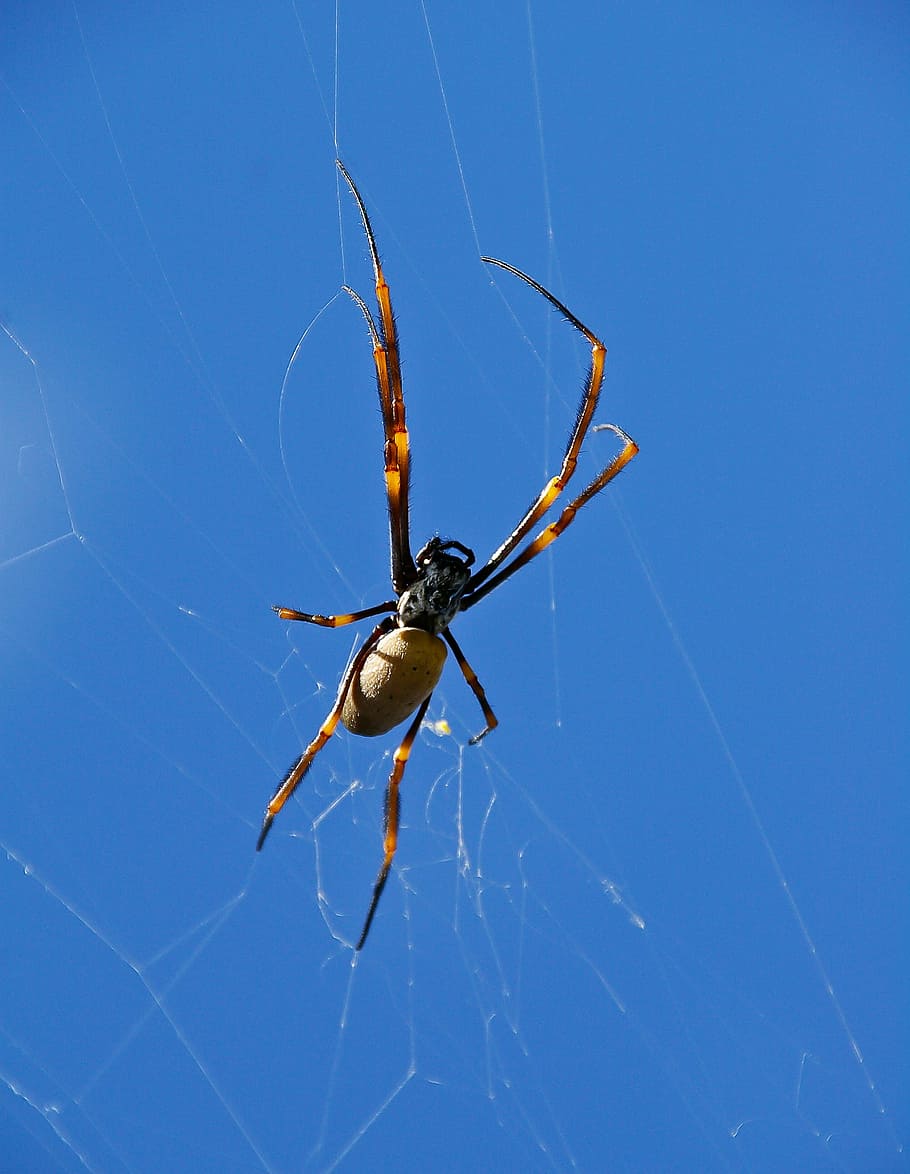 spider, orbweaver spider, web, female, wild, blue sky, queensland HD wallpaper