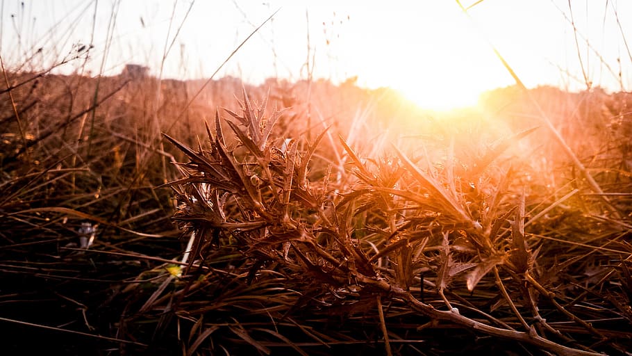 sunset, meadow, sky, red, orange, night, sundown, grass, tall grass HD wallpaper