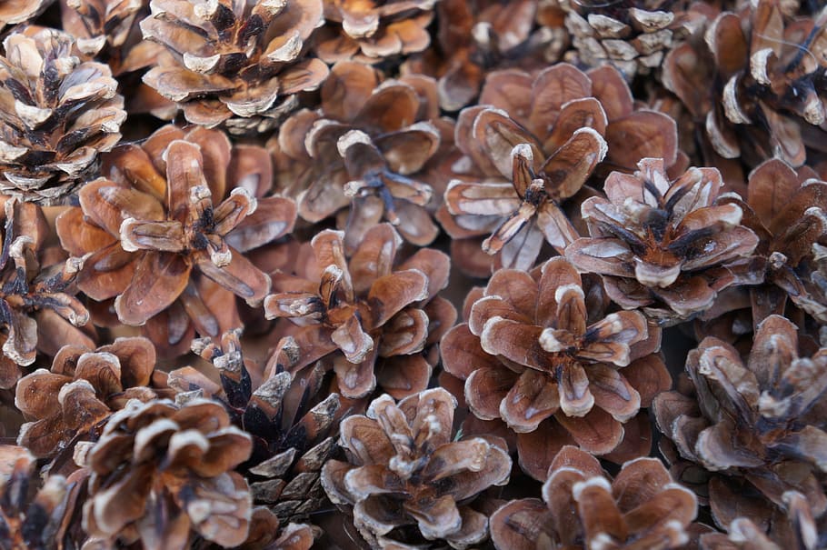 pine cones, brown, tap, nature, close, fir, brown tap, deco HD wallpaper