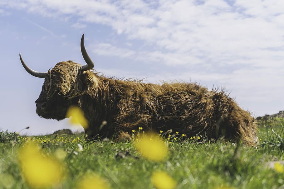 waiting for a mate, brown cow lying on green grass, horn, hair