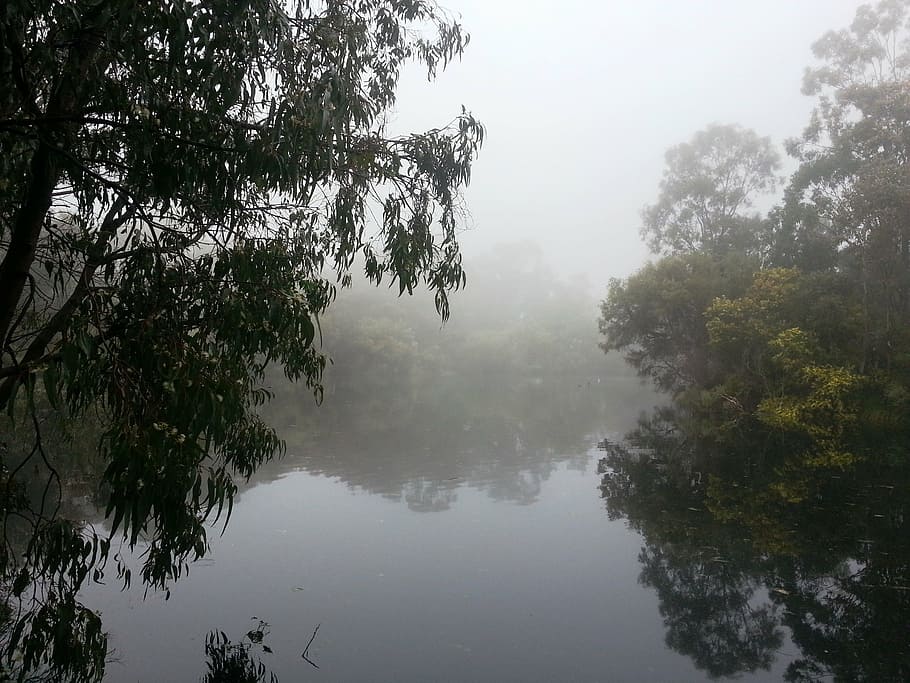 fog, island, lake, trees, winter, plant, water, beauty in nature HD wallpaper
