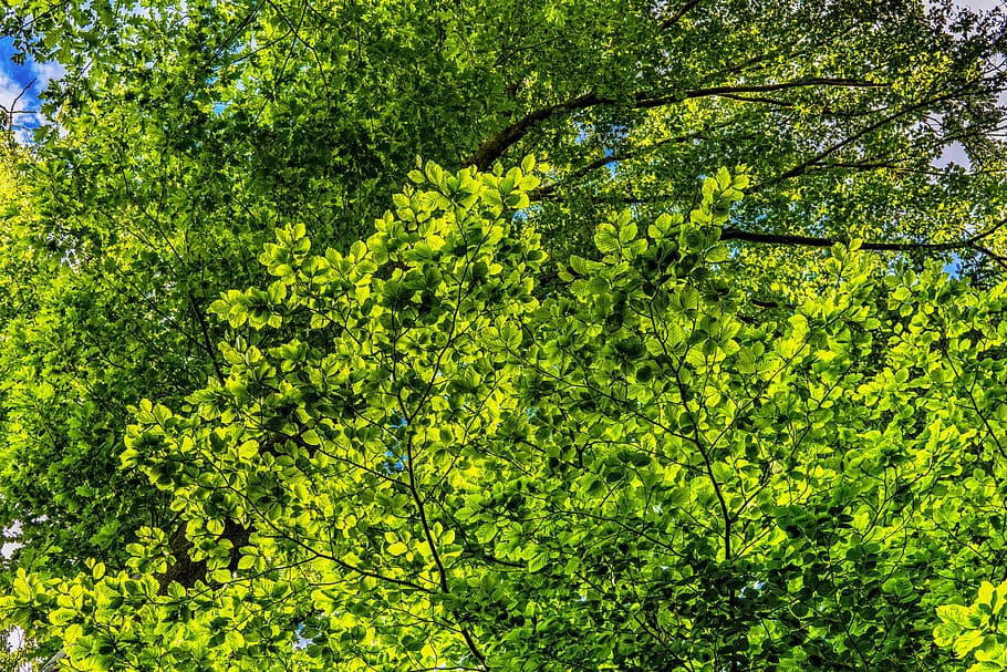 green leafed tree, canopy, leaves, branches, color, foliage HD wallpaper