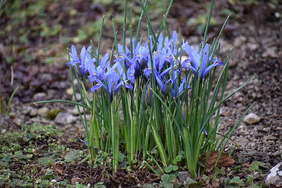 iris, nature, flora, flower, season, outdoors, flowering plant HD wallpaper