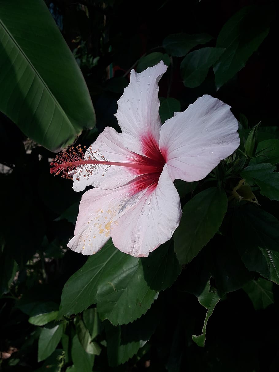 flora, zoo, nature, plant, beauty in nature, freshness, growth HD wallpaper