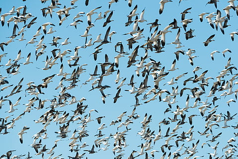 flock of white birds flying, flocks of white flying birds at daytime HD wallpaper