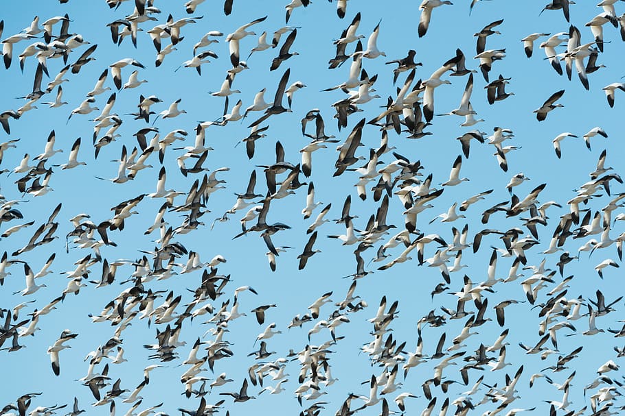 flock of white birds flying, flocks of white flying birds at daytime