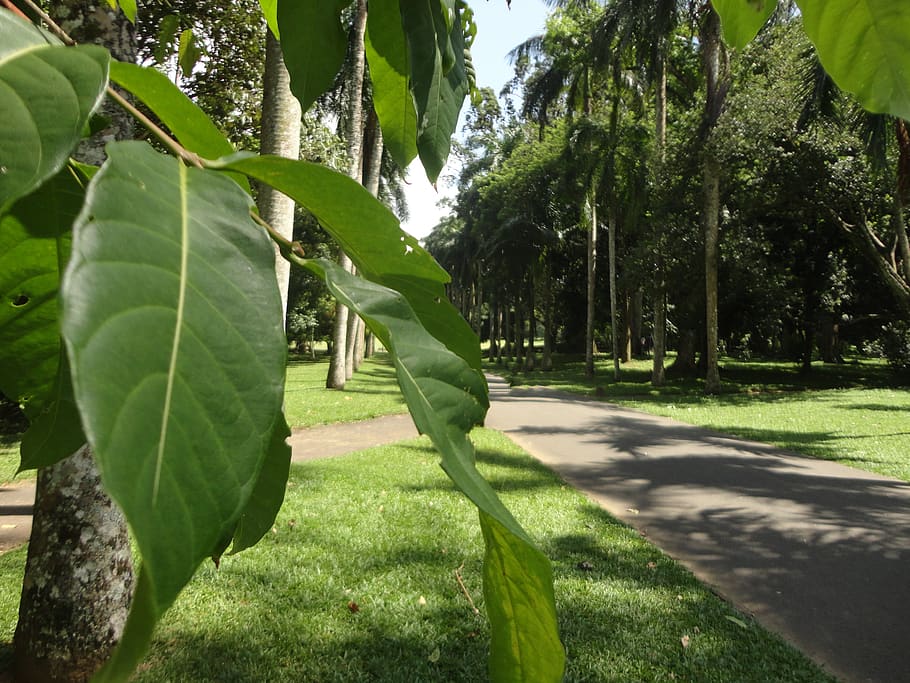 leaves, road, trees, sri lanka, peradeniya, ceylon, plant, green color, HD wallpaper