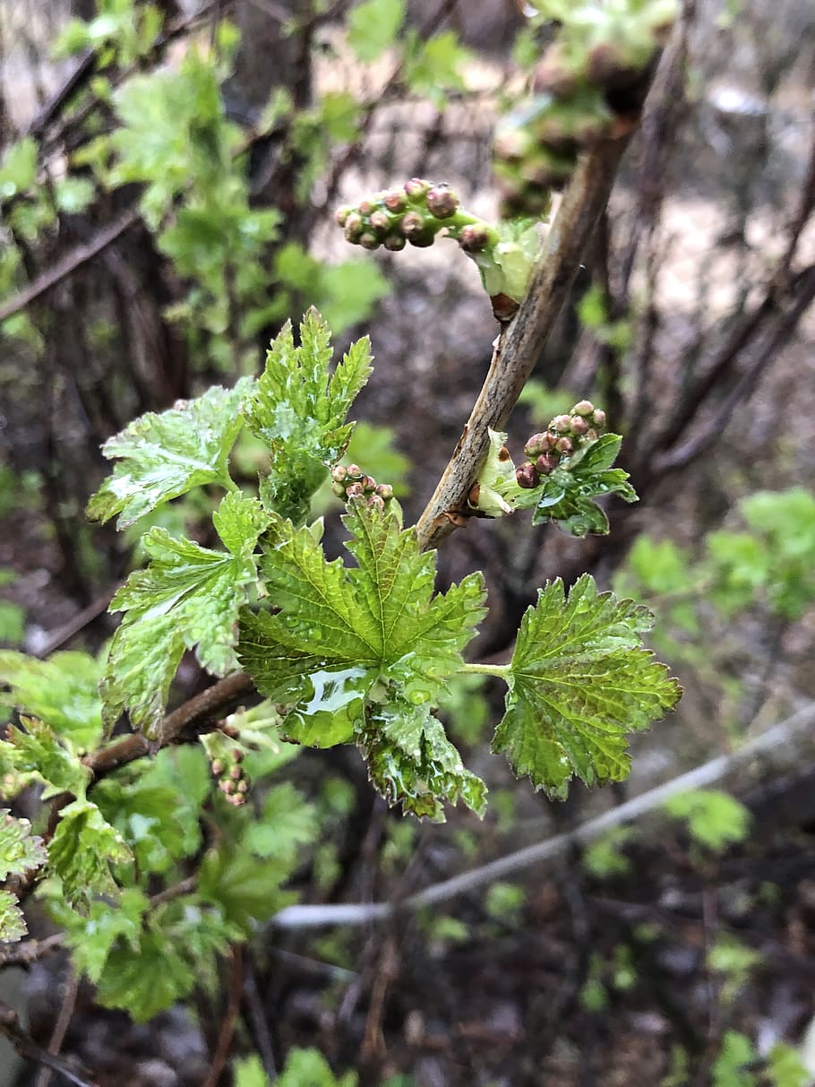 currant, spring, rain, leaves, branch, drop, plant, growth HD wallpaper