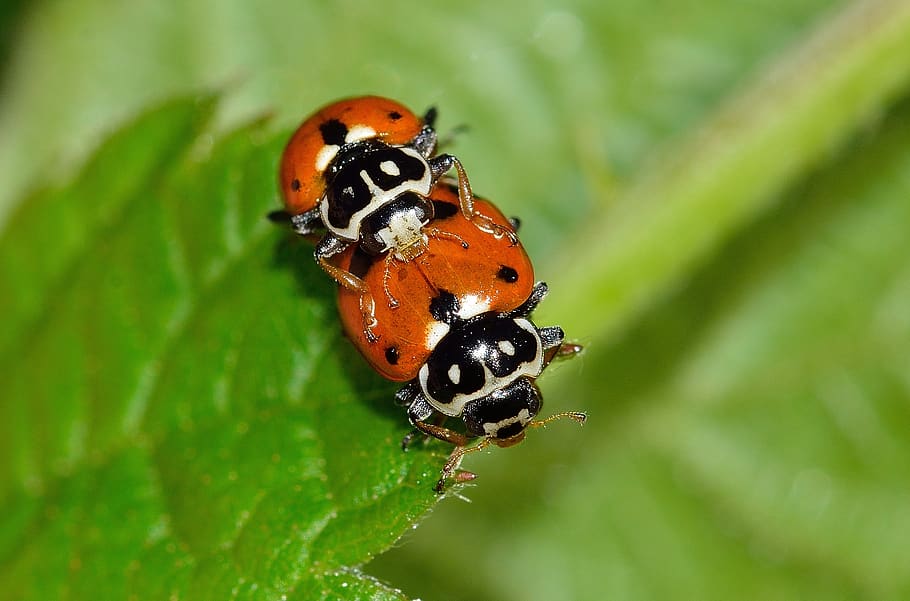beetles, ladybug, coupling, hippodamia, variegata, insect, invertebrate HD wallpaper