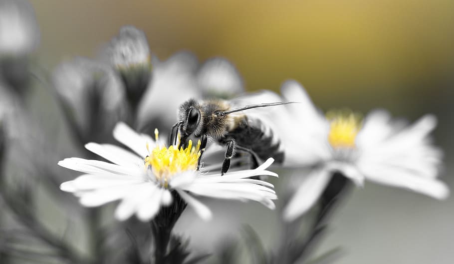 bee, honey bee, aster, herbstaster, yellow, black and white HD wallpaper