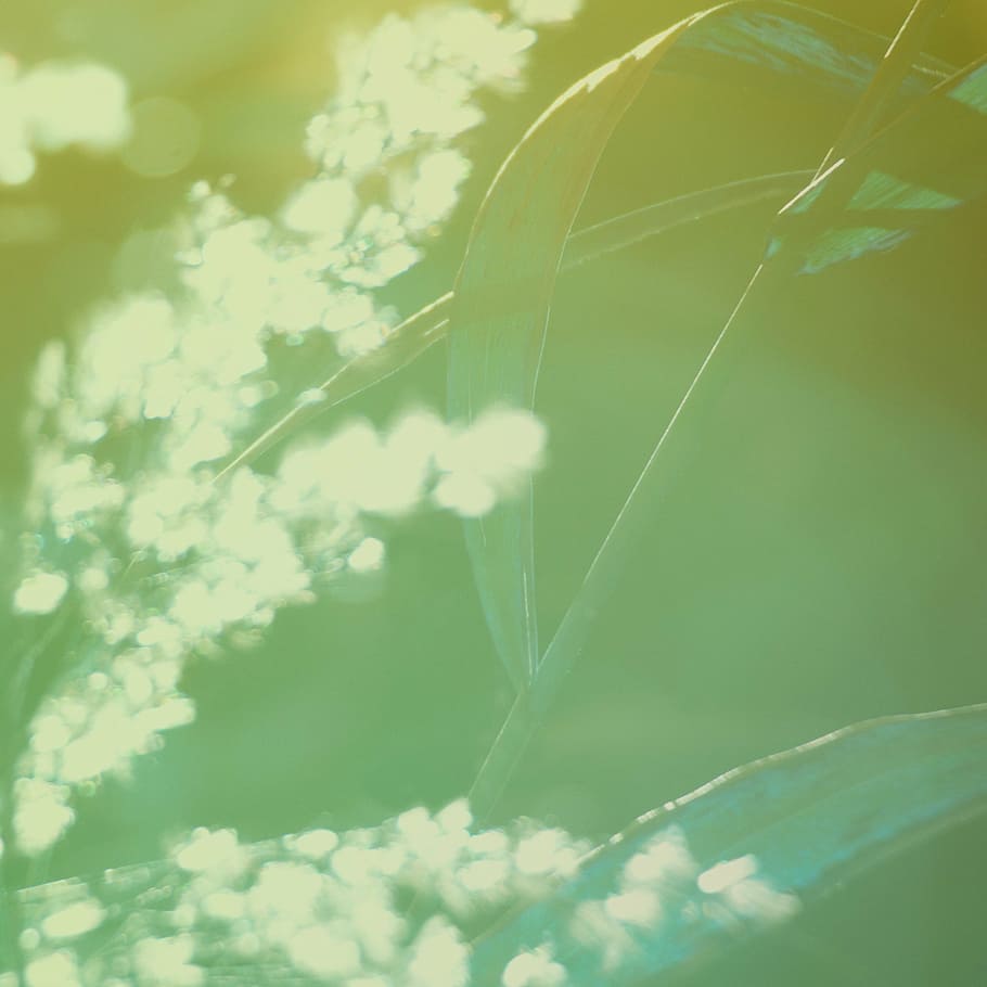 natural, green, straw, macro, season, botanical, sunlight, blossom HD wallpaper