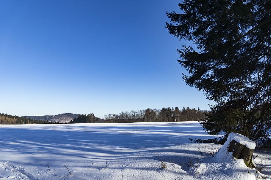 winter, ice, frost, wintry, cold, trees, nature, snow, frozen HD wallpaper