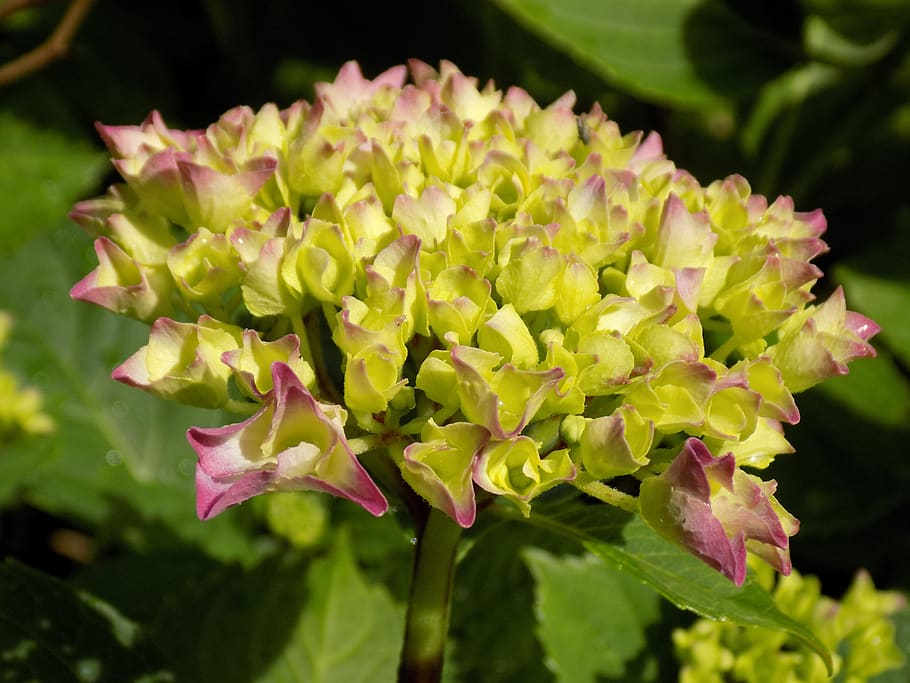 hydrangea, hydrangea plants, hydrangeaceae, flower buds, flowering plant HD wallpaper