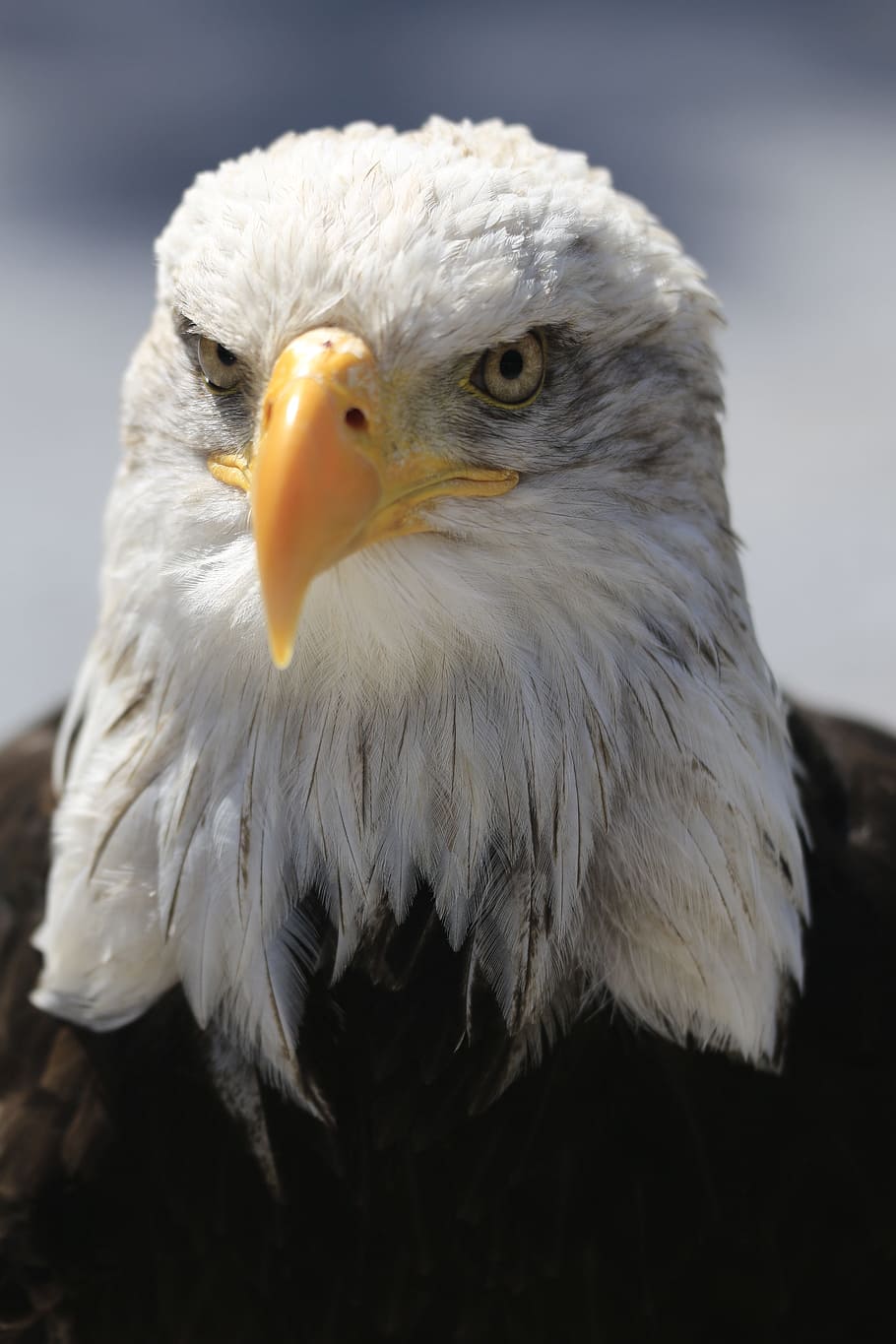 Adler, Eye, Raptor, White, bill, white tailed eagle, bald-eagle HD wallpaper
