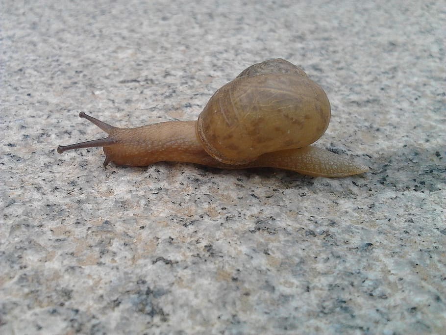 Snail, Wall, Crawl, Mollusk, crawling, macro, slow, invertebrate HD wallpaper