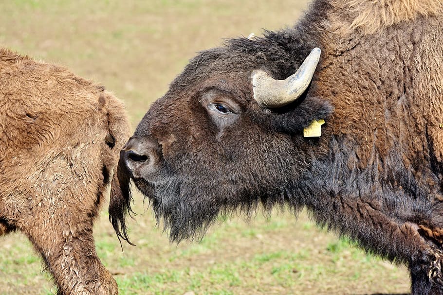 HD wallpaper: close-up photo of bison, buffalo, horns, american bison ...