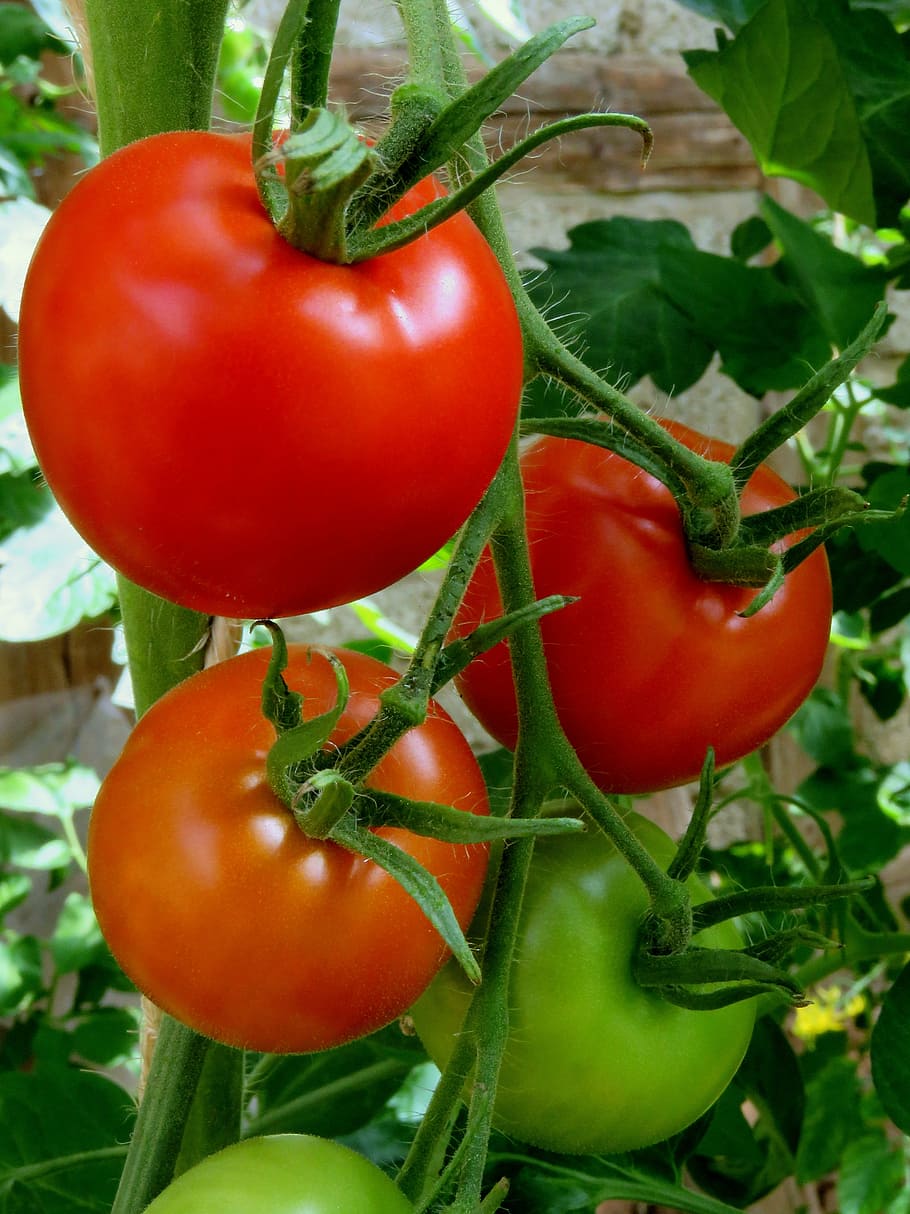 ripe and unripe tomatoes, red, vegetables, healthy, trusses, bush tomatoes