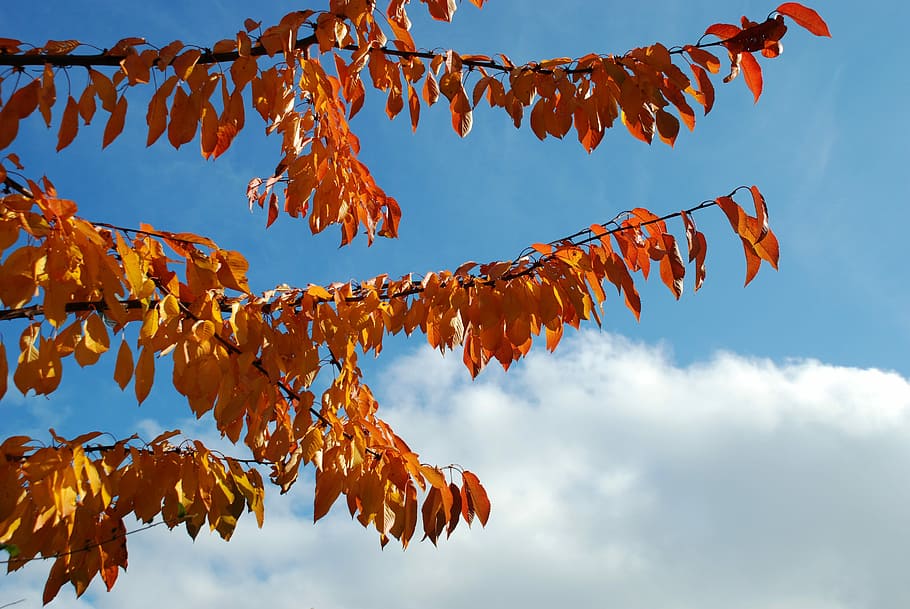 fall, tree, leaves, sky, clouds, branches, nature, autumn leaves HD wallpaper