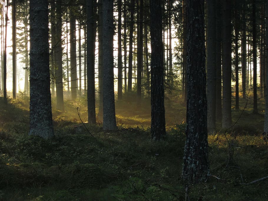 green trees with rays of sun at daytime, forest, spruce, sunrise HD wallpaper