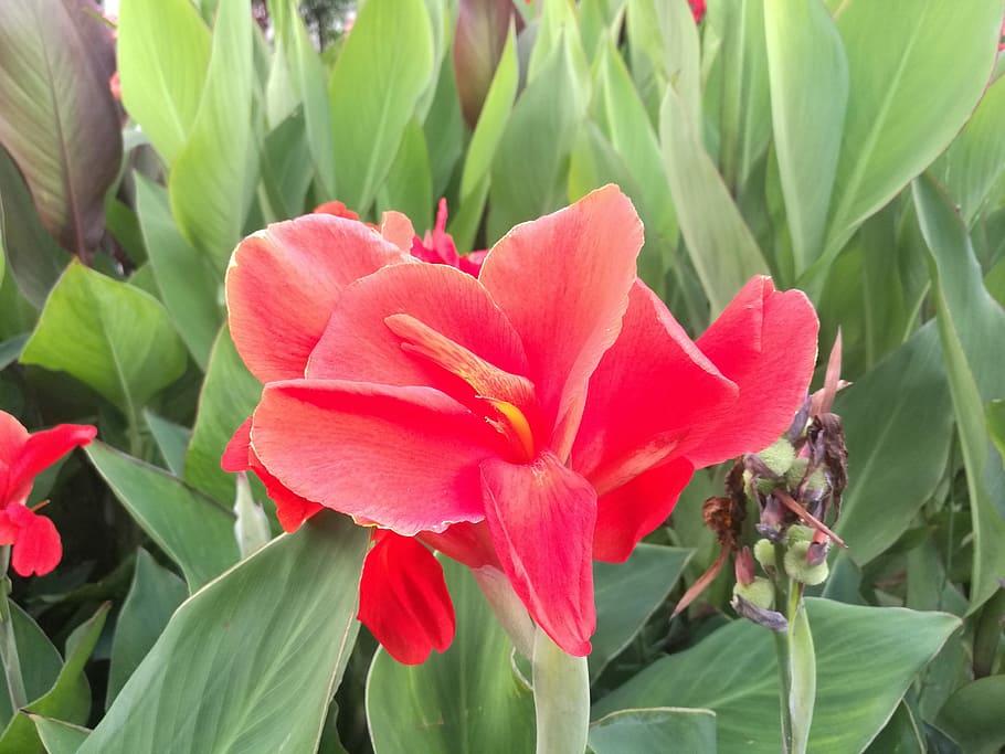 green leaf, red flowers, bright, flowering plant, petal, beauty in nature HD wallpaper
