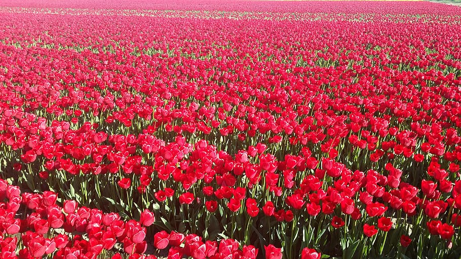 Tulips, Red, red tulip, flower, nature, beauty in nature, pink color HD wallpaper