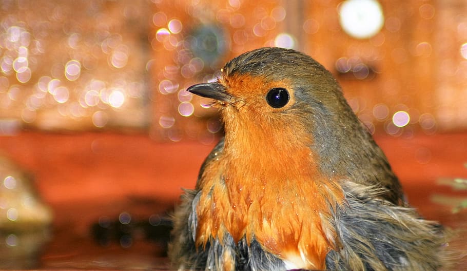 robin, bathtime, nature, bird, animal themes, vertebrate, one animal HD wallpaper